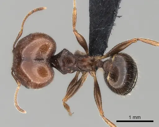 Pheidole spinosa specimen CASENT0450386 image casent0450386_1