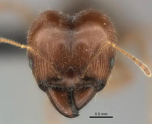 Pheidole spinosa specimen CASENT0450386 image casent0450386_2