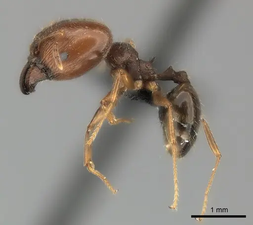 Pheidole spinosa specimen CASENT0450386 image casent0450386_3