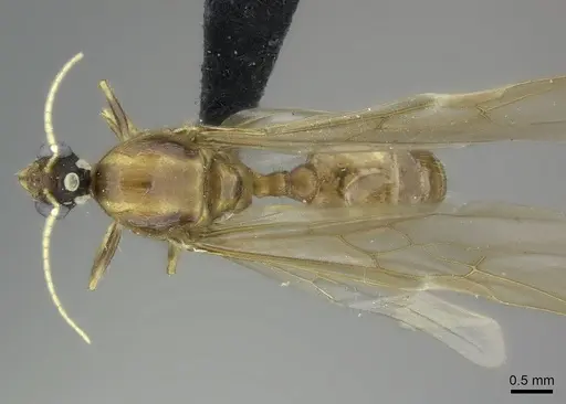 Pheidole spinosa specimen CASENT0450388 image casent0450388_1
