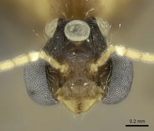 Pheidole spinosa specimen CASENT0450388 image casent0450388_2