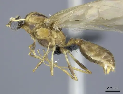 Pheidole spinosa specimen CASENT0450388 image casent0450388_3