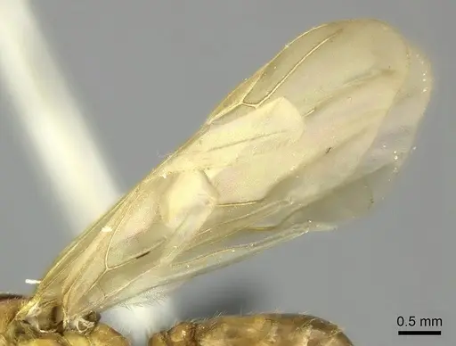 Pheidole spinosa specimen CASENT0450388 image casent0450388_4