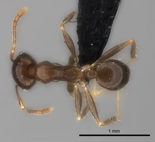 Pheidole spinosa specimen CASENT0450390 image casent0450390_1
