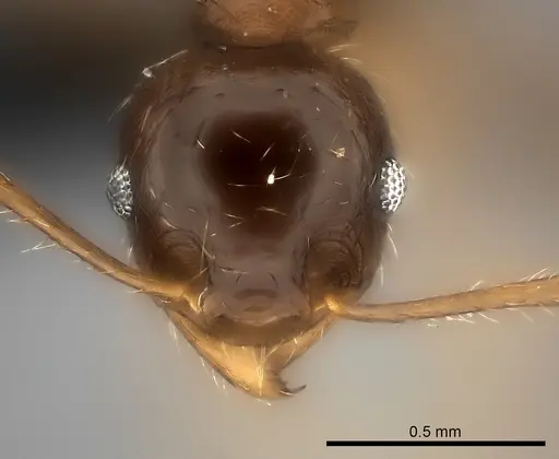 Pheidole spinosa specimen CASENT0450390 image casent0450390_2
