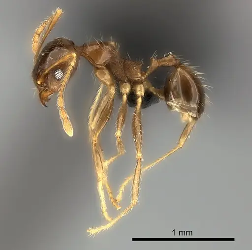 Pheidole spinosa specimen CASENT0450390 image casent0450390_3