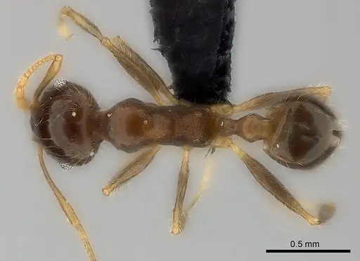 Pheidole spinosa specimen CASENT0473436 image casent0473436_1