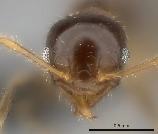 Pheidole spinosa specimen CASENT0473436 image casent0473436_2