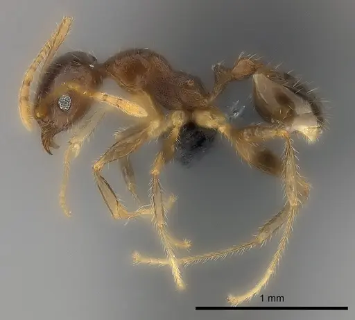 Pheidole spinosa specimen CASENT0473436 image casent0473436_3