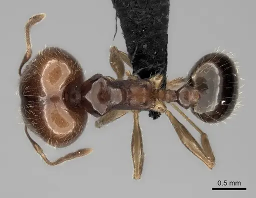 Pheidole spinosa specimen CASENT0484833 image casent0484833_1