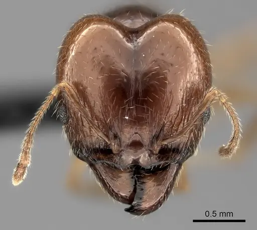 Pheidole spinosa specimen CASENT0484833 image casent0484833_2