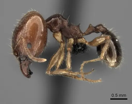 Pheidole spinosa specimen CASENT0484833 image casent0484833_3