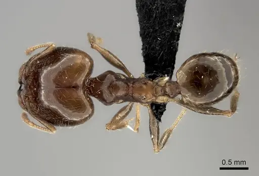 Pheidole spinosa specimen CASENT0485101 image casent0485101_1