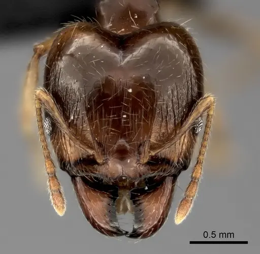 Pheidole spinosa specimen CASENT0485101 image casent0485101_2
