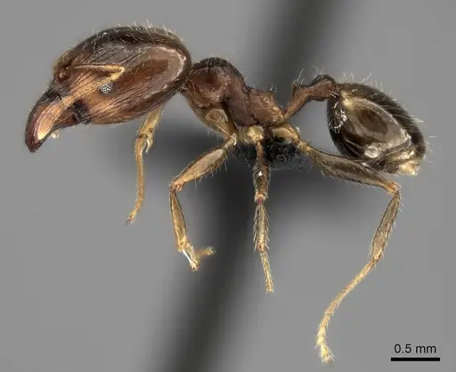 Pheidole spinosa specimen CASENT0485101 image casent0485101_3