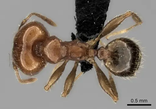 Pheidole spinosa specimen CASENT0489631 image casent0489631_1