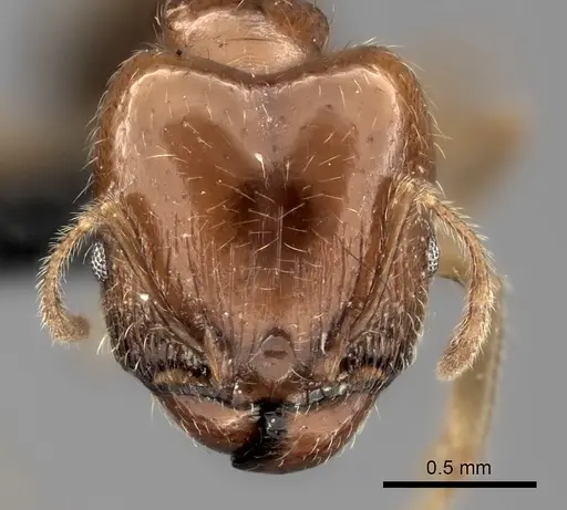 Pheidole spinosa specimen CASENT0489631 image casent0489631_2