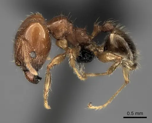 Pheidole spinosa specimen CASENT0489631 image casent0489631_3