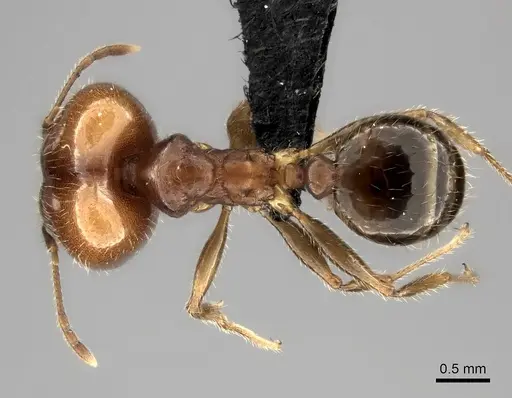 Pheidole spinosa specimen CASENT0490912 image casent0490912_1
