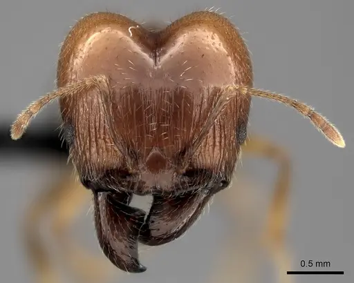 Pheidole spinosa specimen CASENT0490912 image casent0490912_2