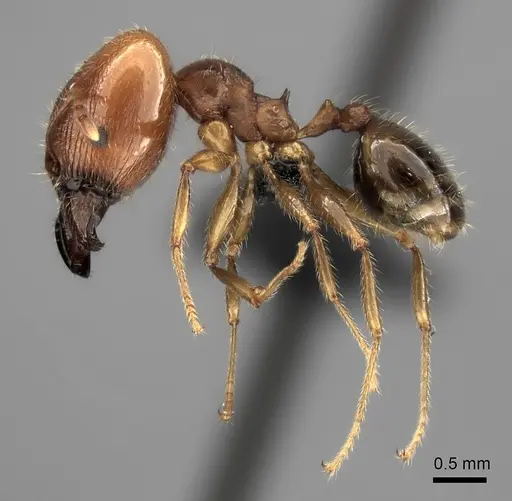 Pheidole spinosa specimen CASENT0490912 image casent0490912_3