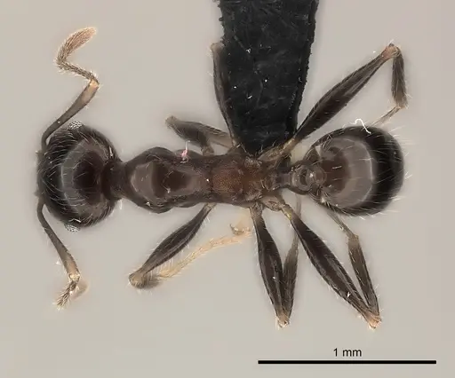 Pheidole spinosa specimen CASENT0491622 image casent0491622_1