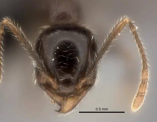Pheidole spinosa specimen CASENT0491622 image casent0491622_2
