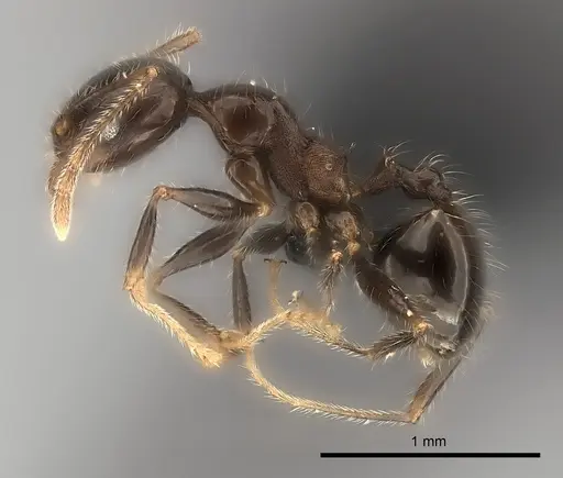 Pheidole spinosa specimen CASENT0491622 image casent0491622_3