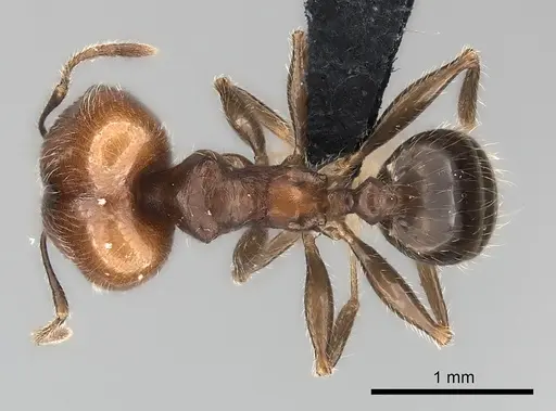 Pheidole spinosa specimen CASENT0491625 image casent0491625_1