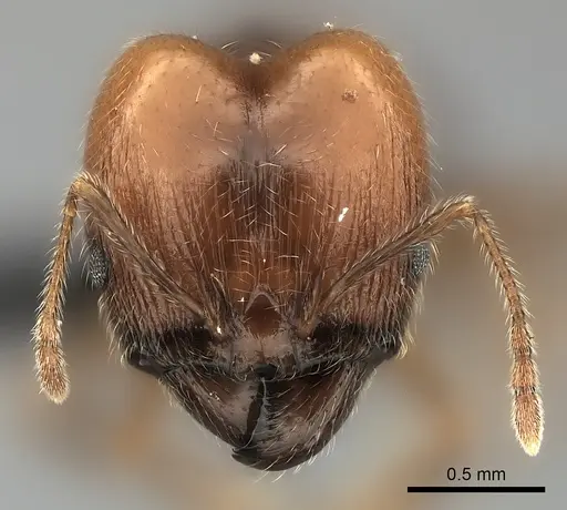 Pheidole spinosa specimen CASENT0491625 image casent0491625_2