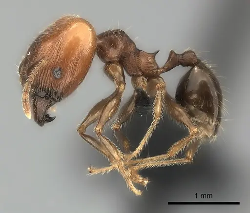 Pheidole spinosa specimen CASENT0491625 image casent0491625_3
