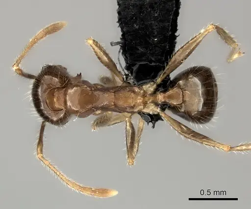 Pheidole spinosa specimen CASENT0498508 image casent0498508_1
