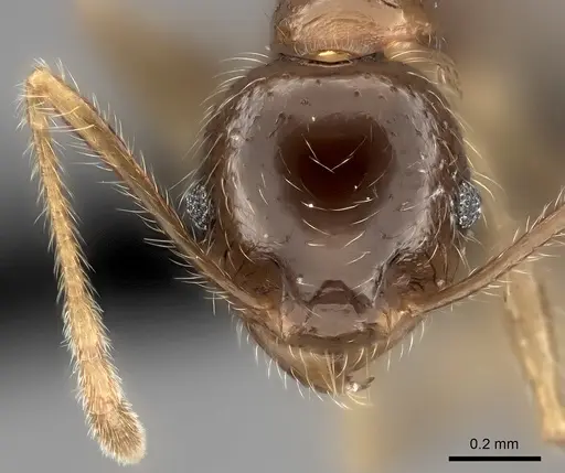 Pheidole spinosa specimen CASENT0498508 image casent0498508_2