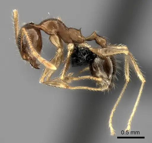 Pheidole spinosa specimen CASENT0498508 image casent0498508_3