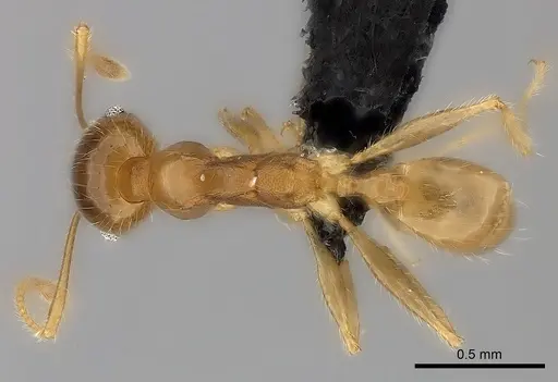 Pheidole spinosa specimen CASENT0499337 image casent0499337_1
