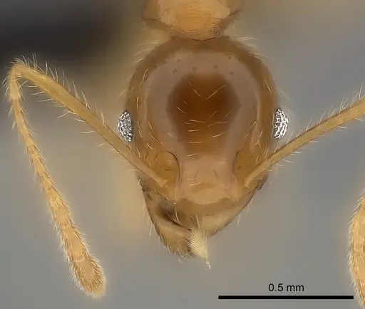 Pheidole spinosa specimen CASENT0499337 image casent0499337_2
