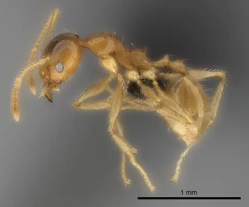 Pheidole spinosa specimen CASENT0499337 image casent0499337_3