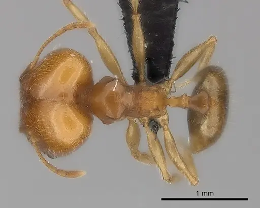 Pheidole spinosa specimen CASENT0499338 image casent0499338_1