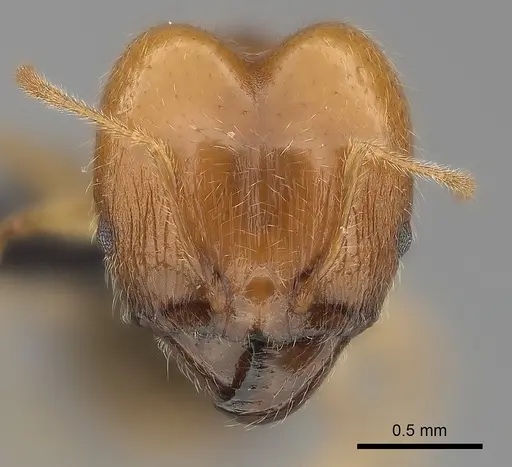 Pheidole spinosa specimen CASENT0499338 image casent0499338_2