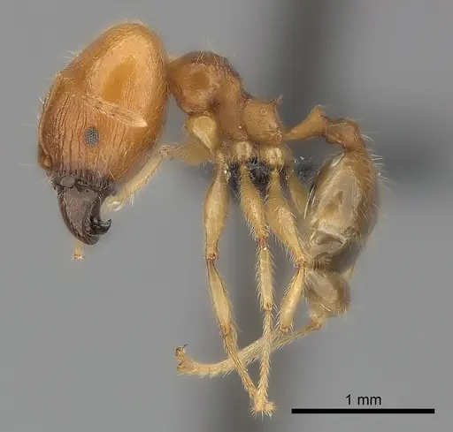 Pheidole spinosa specimen CASENT0499338 image casent0499338_3