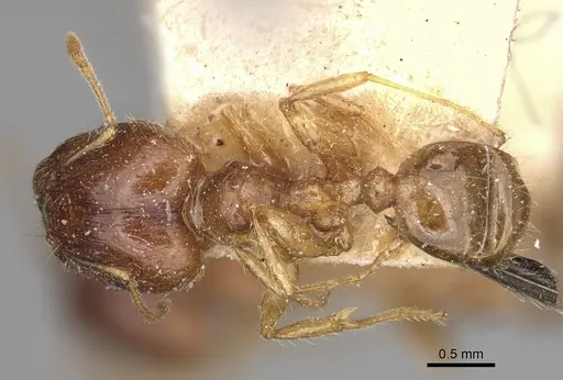 Pheidole spinosa specimen CASENT0923199 image casent0923199_1