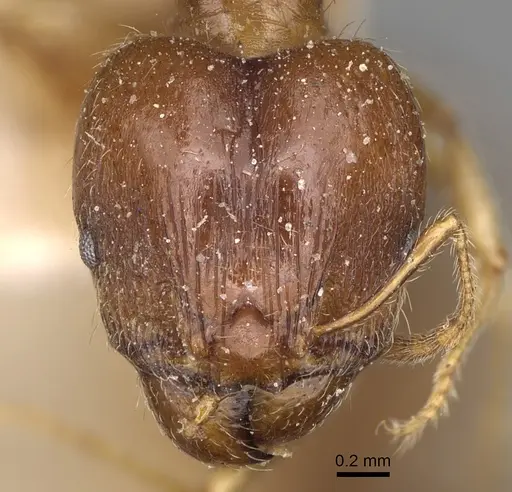 Pheidole spinosa specimen CASENT0923199 image casent0923199_2