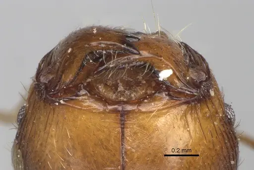 Pheidole spinosa specimen CASENT0923199 image casent0923199_3