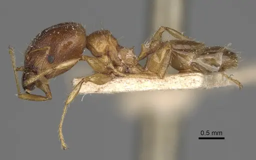 Pheidole spinosa specimen CASENT0923199 image casent0923199_4