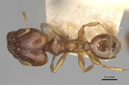 Pheidole spinosa specimen CASENT0923200 image casent0923200_1