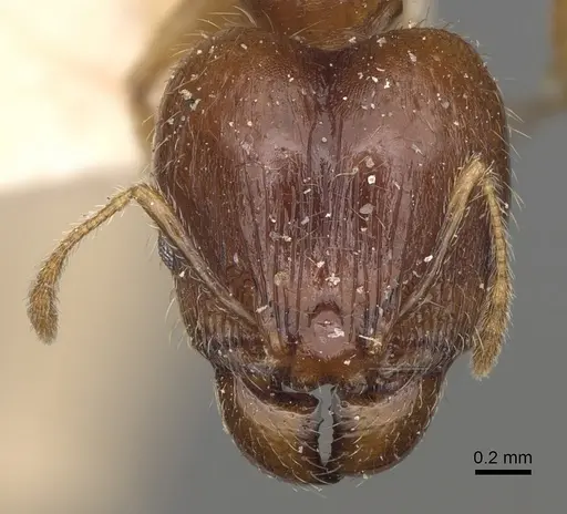 Pheidole spinosa specimen CASENT0923200 image casent0923200_2