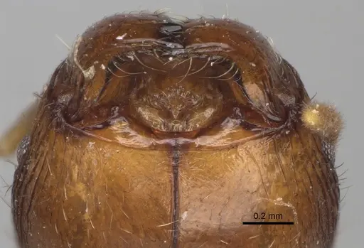 Pheidole spinosa specimen CASENT0923200 image casent0923200_3