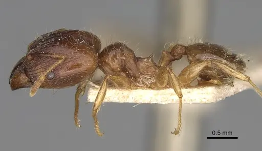 Pheidole spinosa specimen CASENT0923200 image casent0923200_4