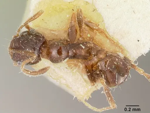 Pheidole spinulosa specimen CASENT0101611 image casent0101611_1