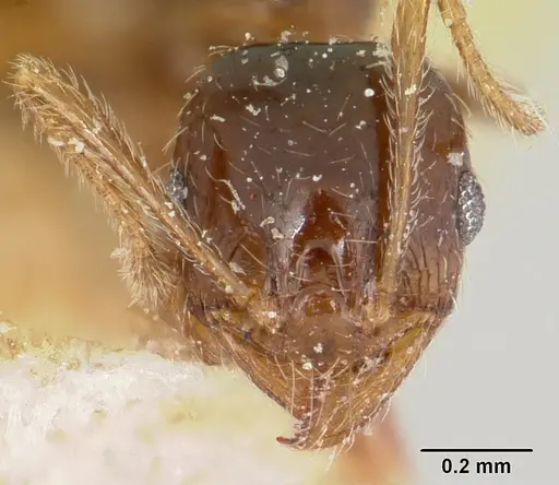 Pheidole spinulosa specimen CASENT0101611 image casent0101611_2